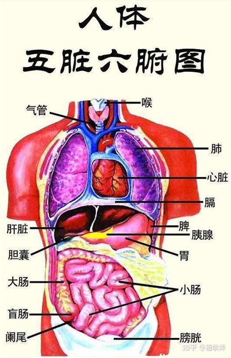 五臟位置|人體五臟結構圖位置圖